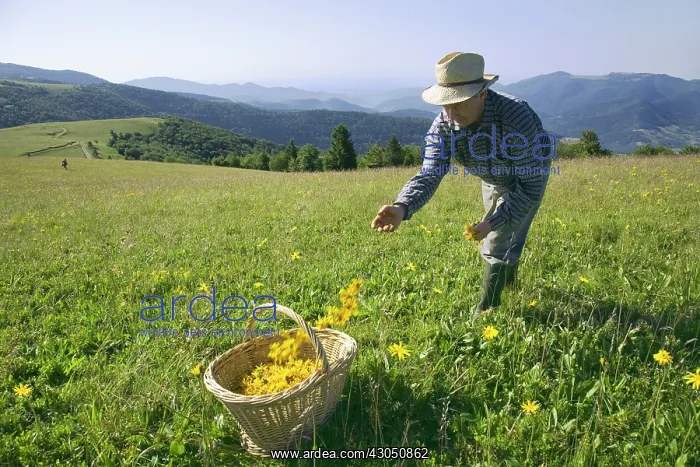 : Arnica, Arnica montana : Arnica, Arnica montana