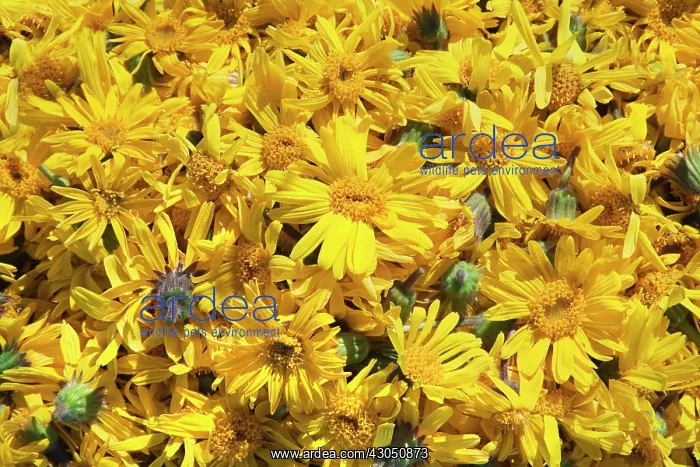: Arnica, Arnica montana : Arnica, Arnica montana