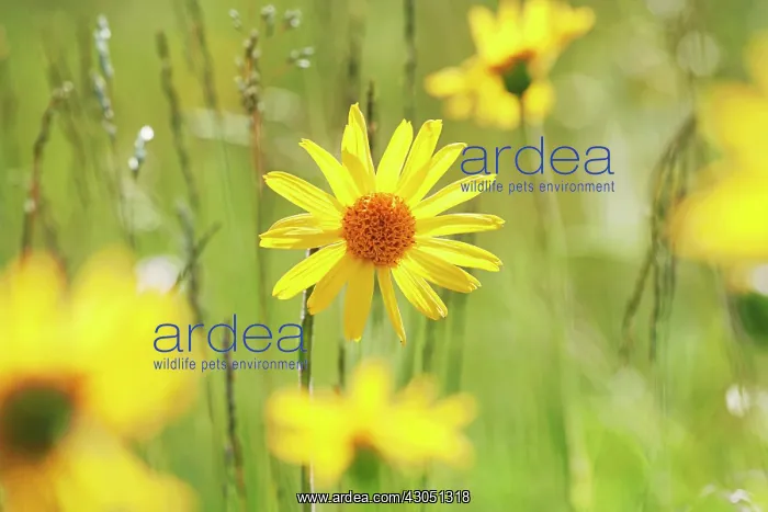 : Arnica, Arnica montana : Arnica, Arnica montana