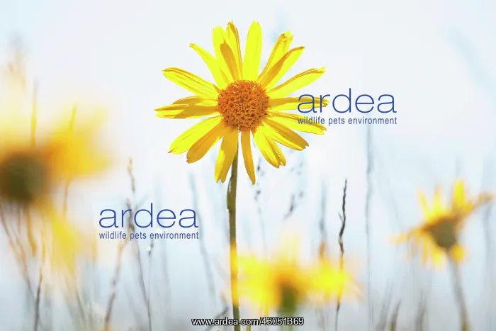 : Arnica, Arnica montana : Arnica, Arnica montana
