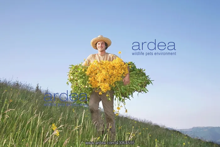 : Arnica, Arnica montana : Arnica, Arnica montana
