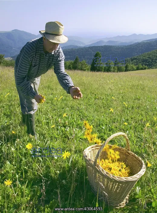 : Arnica, Arnica montana : Arnica, Arnica montana