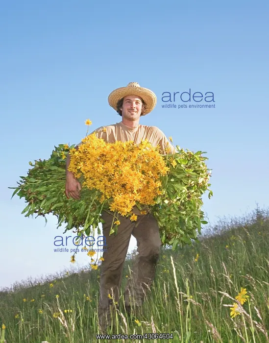 : Arnica, Arnica montana : Arnica, Arnica montana