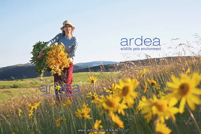 : Arnica, Arnica montana : Arnica, Arnica montana