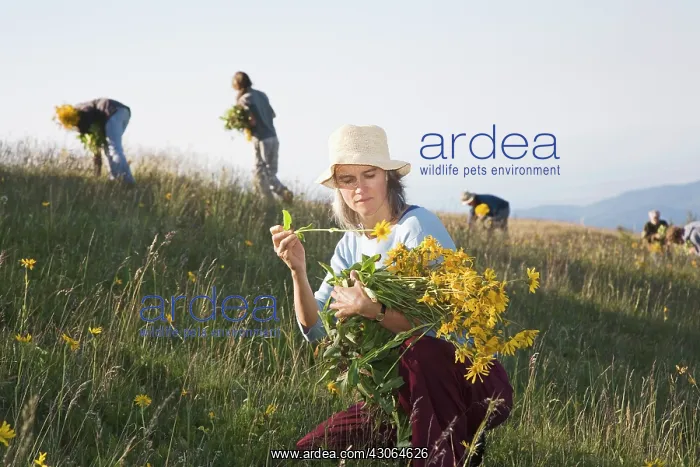 : Arnica, Arnica montana : Arnica, Arnica montana