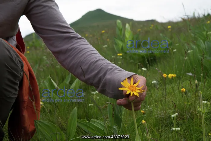 : Arnica is very effective in treating bruises. The : Arnica is very effective in treating bruises. The