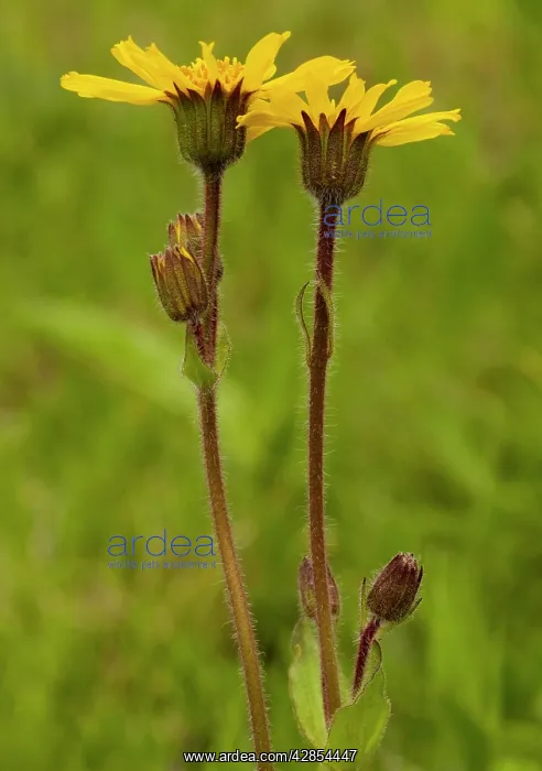 : Arnica - Medicinal plant : Arnica - Medicinal plant