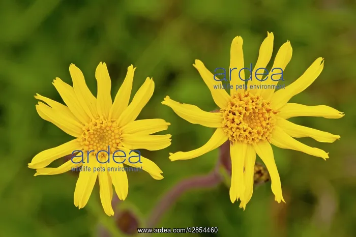 : Arnica - Medicinal plant : Arnica - Medicinal plant