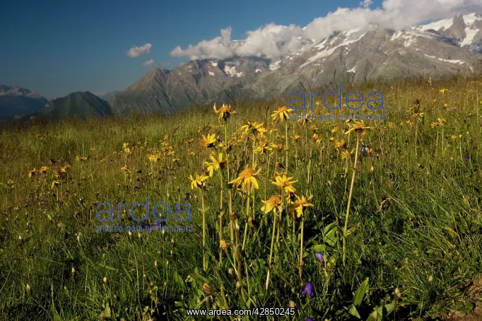 : Arnica with Mont Blanc, (Highest mountain in Europe : Arnica with Mont Blanc, (Highest mountain in Europe
