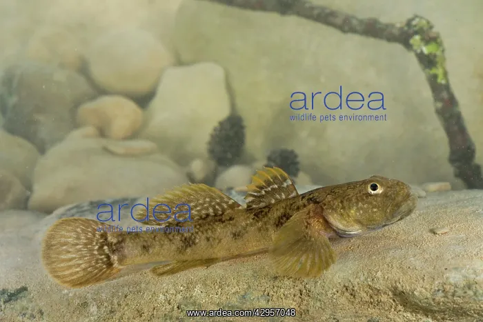 : Arno Goby Fish - adult male : Arno Goby Fish - adult male