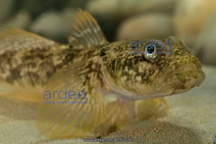 : Arno Goby Fish - adult male : Arno Goby Fish - adult male
