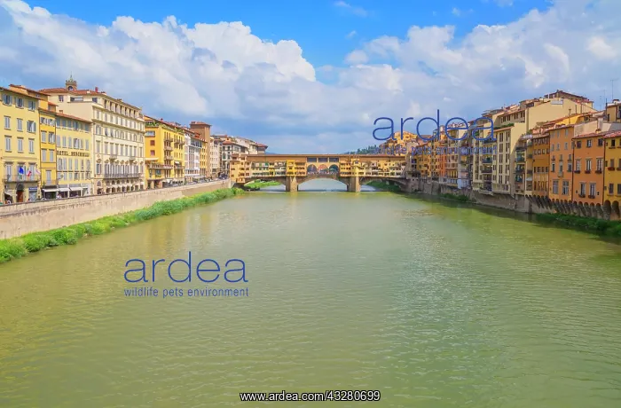 : Arno river with Ponte Vecchio, Florence, Tuscany : Arno river with Ponte Vecchio, Florence, Tuscany