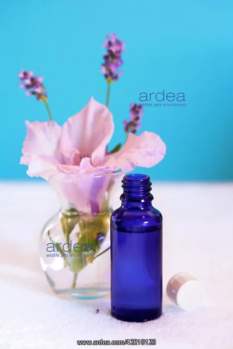 : Aromatherapy oil, lavender, flower, towel : Aromatherapy oil, lavender, flower, towel