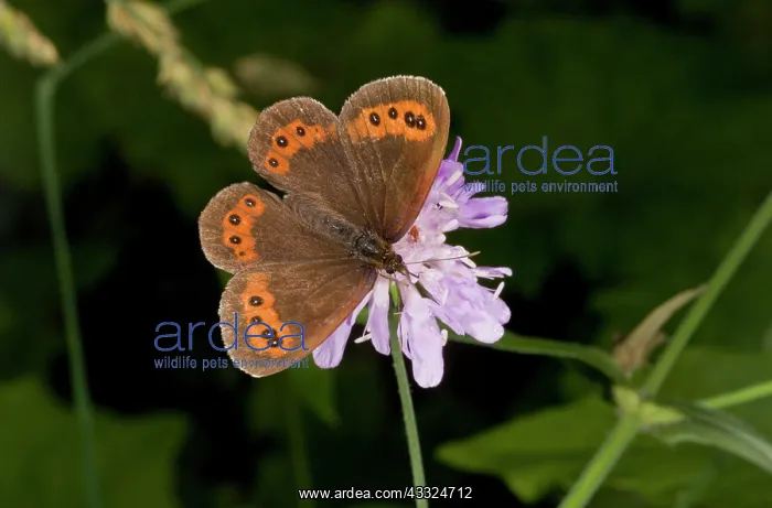 : Arran Brown Butterfly - feeding on scabious : Arran Brown Butterfly - feeding on scabious