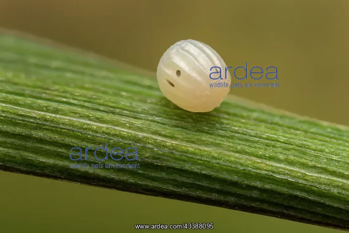 : Arran Brown (Erebia ligea) egg of butterfly, Swi : Arran Brown (Erebia ligea) egg of butterfly, Swi