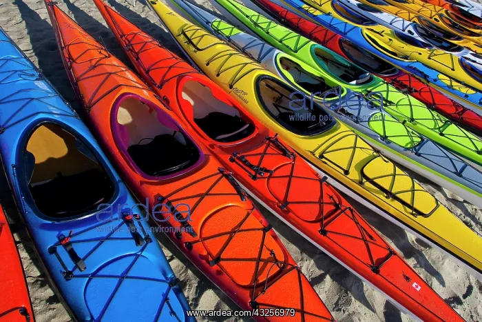 : Array of kayaks at West Coast Sea Kayak : Array of kayaks at West Coast Sea Kayak