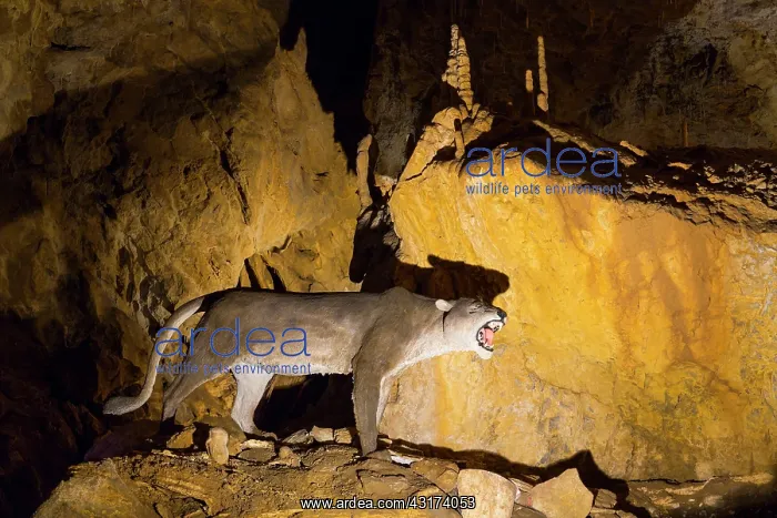 : Arrikrutz cave, Onati, Gipuzkoa, The Basque Country : Arrikrutz cave, Onati, Gipuzkoa, The Basque Country