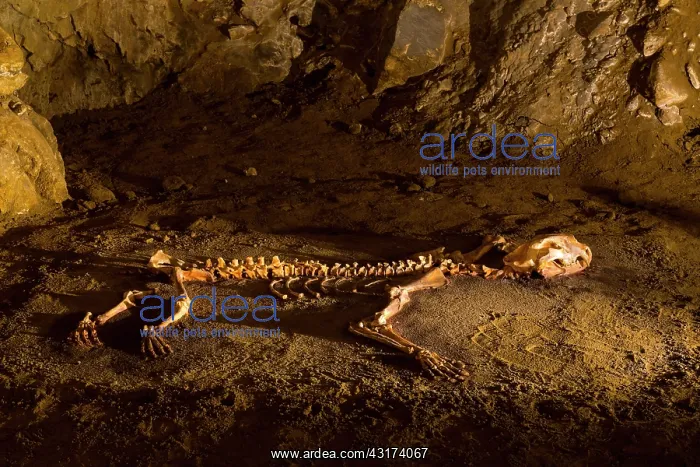 : Arrikrutz cave, Onati, Gipuzkoa, The Basque Country : Arrikrutz cave, Onati, Gipuzkoa, The Basque Country