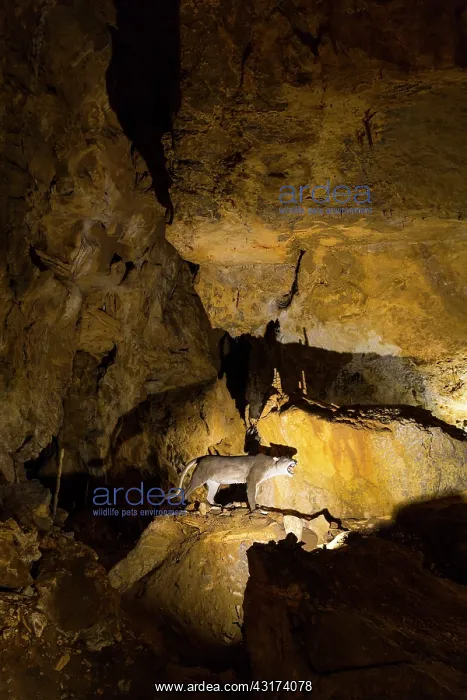 : Arrikrutz cave, Onati, Gipuzkoa, The Basque Country : Arrikrutz cave, Onati, Gipuzkoa, The Basque Country