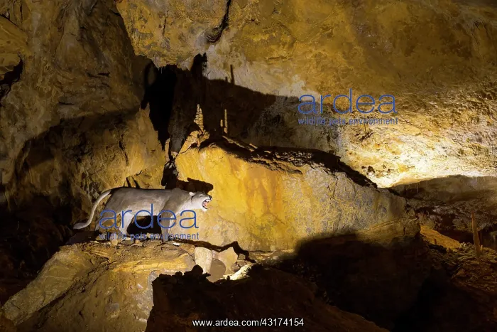 : Arrikrutz cave, Onati, Gipuzkoa, The Basque Country : Arrikrutz cave, Onati, Gipuzkoa, The Basque Country