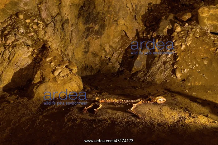 : Arrikrutz cave, Onati, Gipuzkoa, The Basque Country : Arrikrutz cave, Onati, Gipuzkoa, The Basque Country