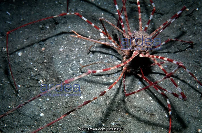 : Arrow Crabs - a courting couple found on sand : Arrow Crabs - a courting couple found on sand