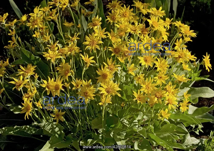 : Arrow-leaved Balsam-root : Arrow-leaved Balsam-root