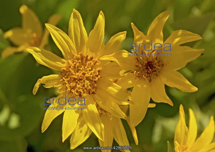 : Arrow-leaved Balsam-root : Arrow-leaved Balsam-root