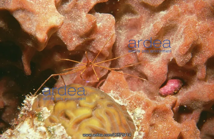 : Arrow / Long-nosed Coral Crab : Arrow / Long-nosed Coral Crab