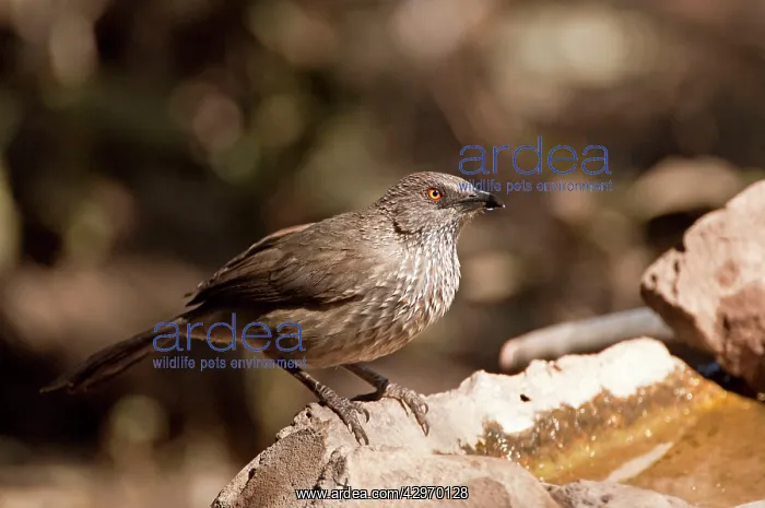 : Arrow-marked Babbler - at bird drinking trough : Arrow-marked Babbler - at bird drinking trough
