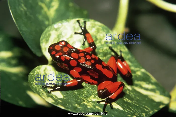 : Arrow-poison Frog : Arrow-poison Frog