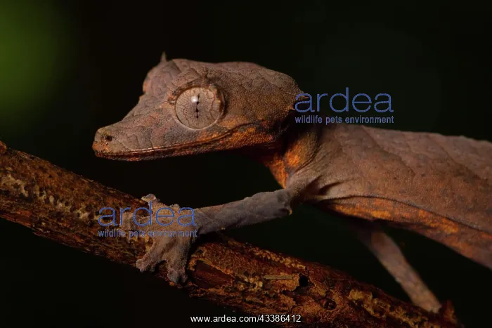 : Arrow-tailed gecko (Uroplatus ebenaui), female : Arrow-tailed gecko (Uroplatus ebenaui), female