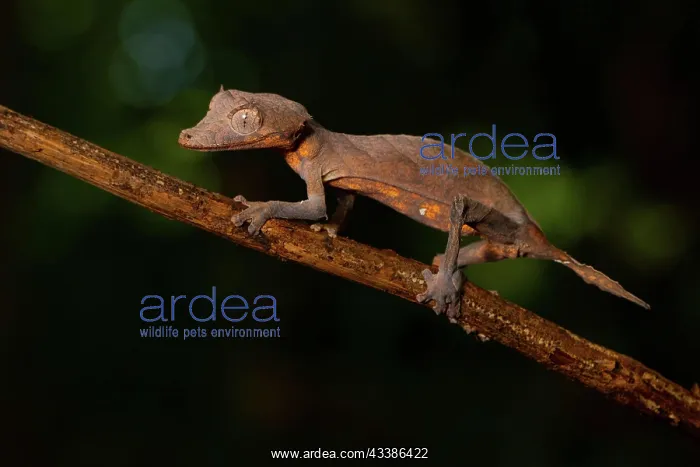 : Arrow-tailed gecko (Uroplatus ebenaui), female : Arrow-tailed gecko (Uroplatus ebenaui), female