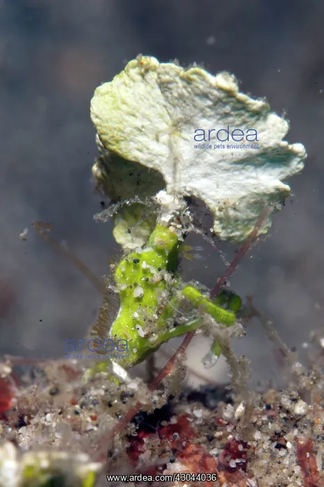: Arrowhead Crab using attached Halimeda algae as camouflage : Arrowhead Crab using attached Halimeda algae as camouflage
