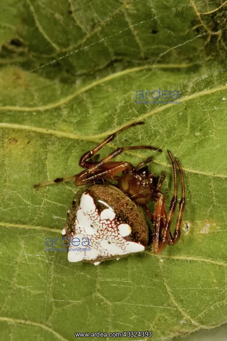 : Arrowhead Spider : Arrowhead Spider
