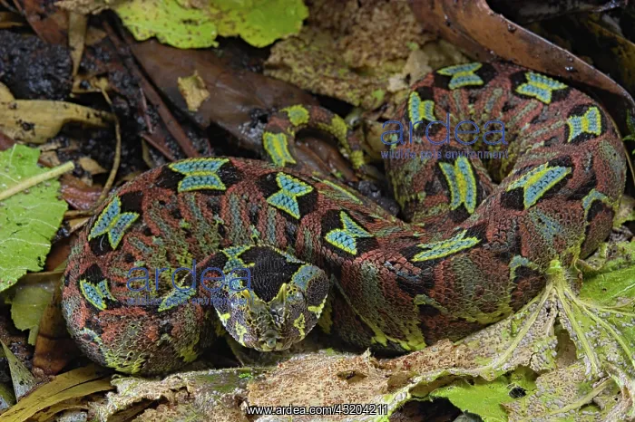 : Arrowhead Viper (Bitis nasicornis) Cameroon : Arrowhead Viper (Bitis nasicornis) Cameroon