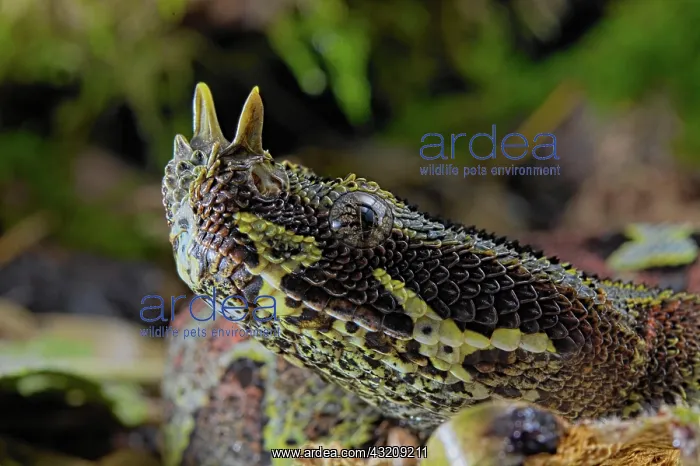 : Arrowhead Viper (Bitis nasicornis) Cameroon : Arrowhead Viper (Bitis nasicornis) Cameroon