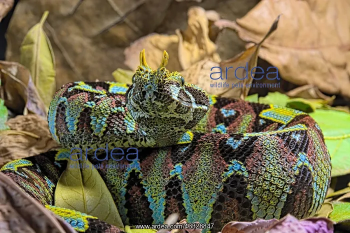 : Arrowhead viper (Bitis nasicornis) on leaves : Arrowhead viper (Bitis nasicornis) on leaves