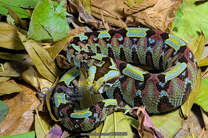 : Arrowhead viper (Bitis nasicornis) on leaves : Arrowhead viper (Bitis nasicornis) on leaves