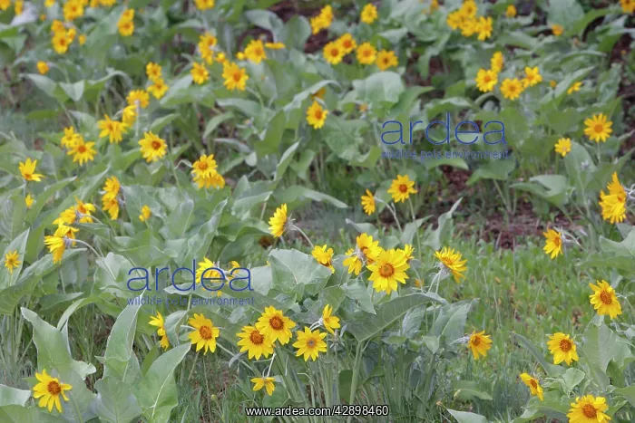 : Arrowleaf Balsamroot : Arrowleaf Balsamroot