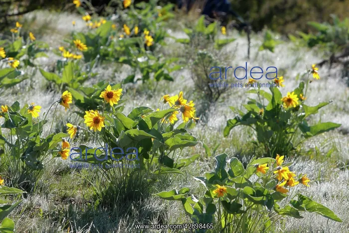 : Arrowleaf Balsamroot : Arrowleaf Balsamroot