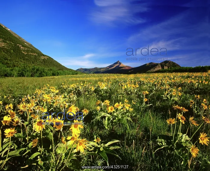 : Arrowleaf balsamroot covers the praire with : Arrowleaf balsamroot covers the praire with