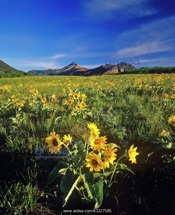 : Arrowleaf balsamroot wildflowers in Waterton : Arrowleaf balsamroot wildflowers in Waterton