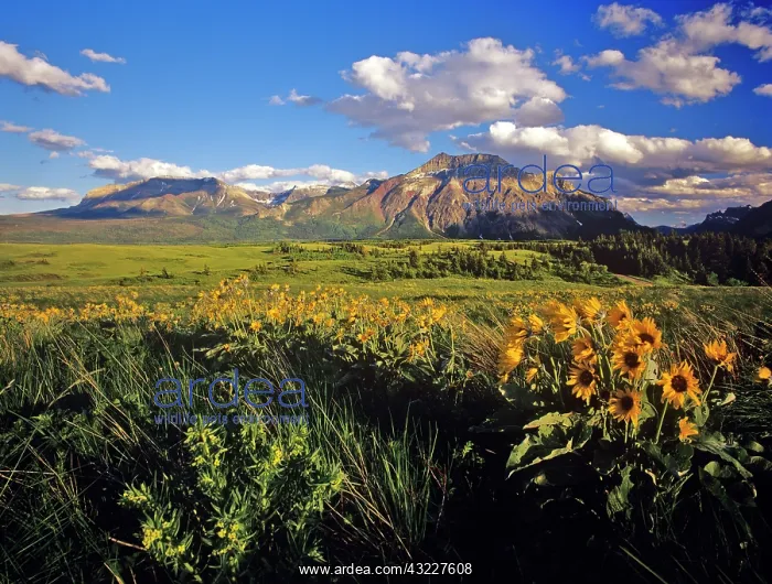 : Arrowleaf balsomroot wildflowers in Waterton : Arrowleaf balsomroot wildflowers in Waterton