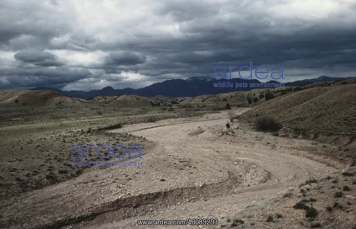 : Arroyo in New Mexico : Arroyo in New Mexico