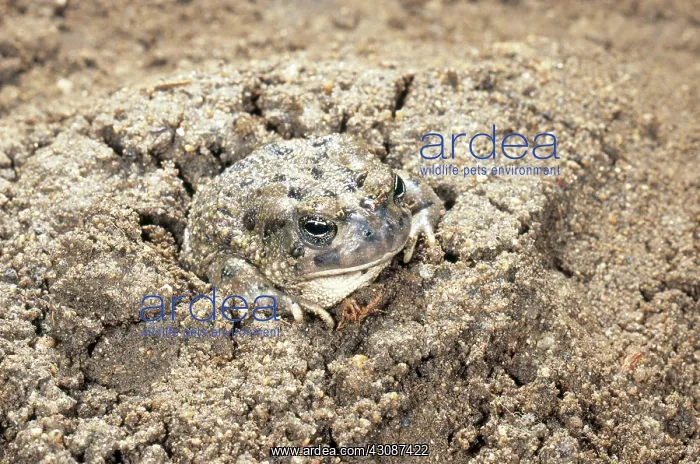 : Arroyo Toad : Arroyo Toad