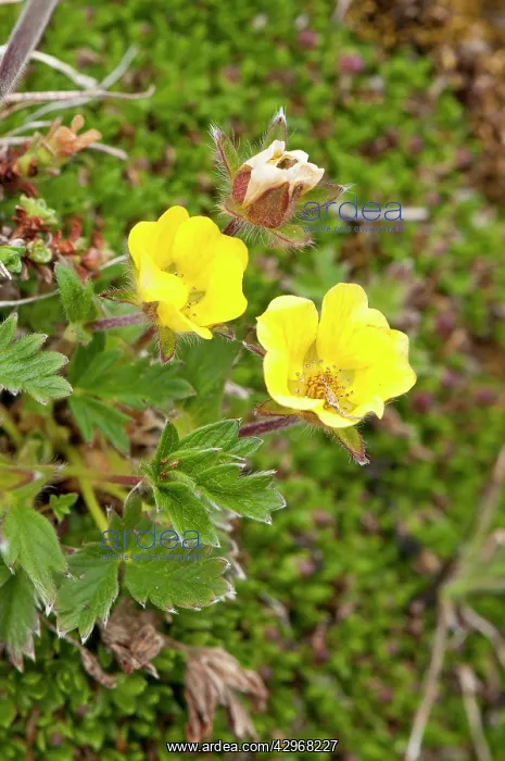  : Artic Cinquefoil - growing on damp hill side
