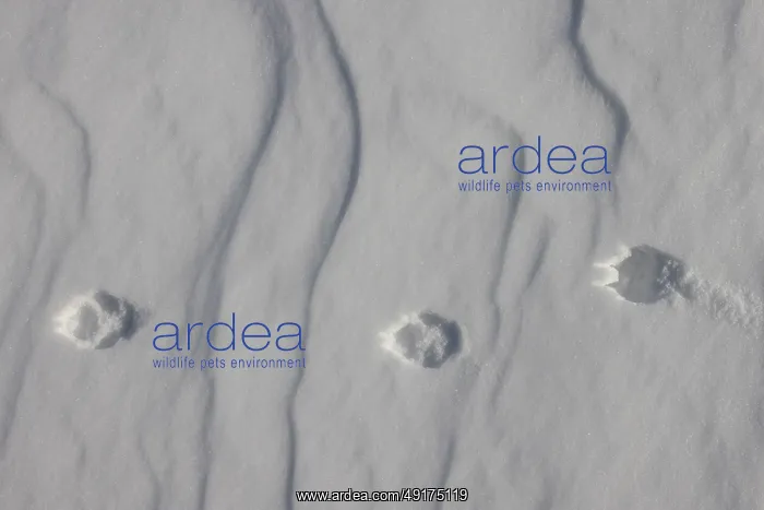 : Artic Fox track : Artic Fox track