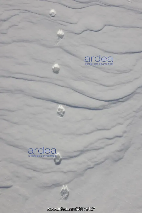 : Artic Fox track : Artic Fox track