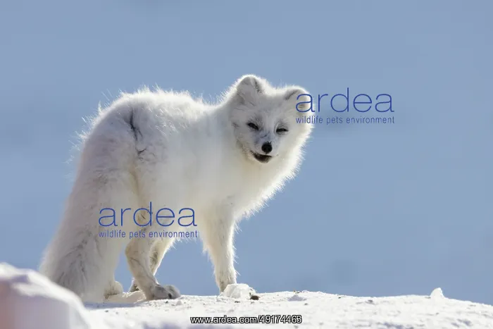 : Artic Fox Winter : Artic Fox Winter